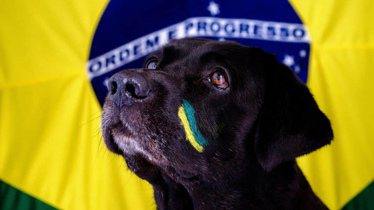 politica, bolsonaro, lula